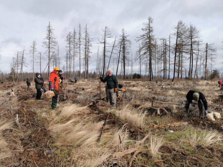 Freiwillige pflanzen Bäume im Wald
