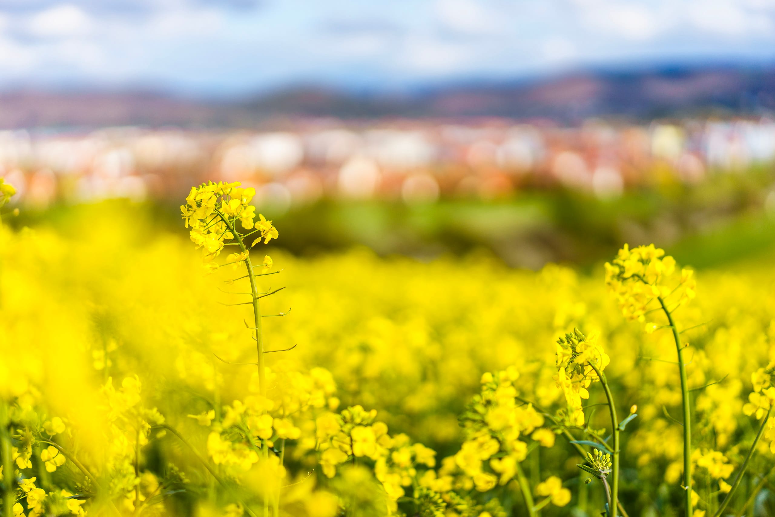 Gelbes Rapsfeld vor unscharfer Stadtsilhouette im Frühling.