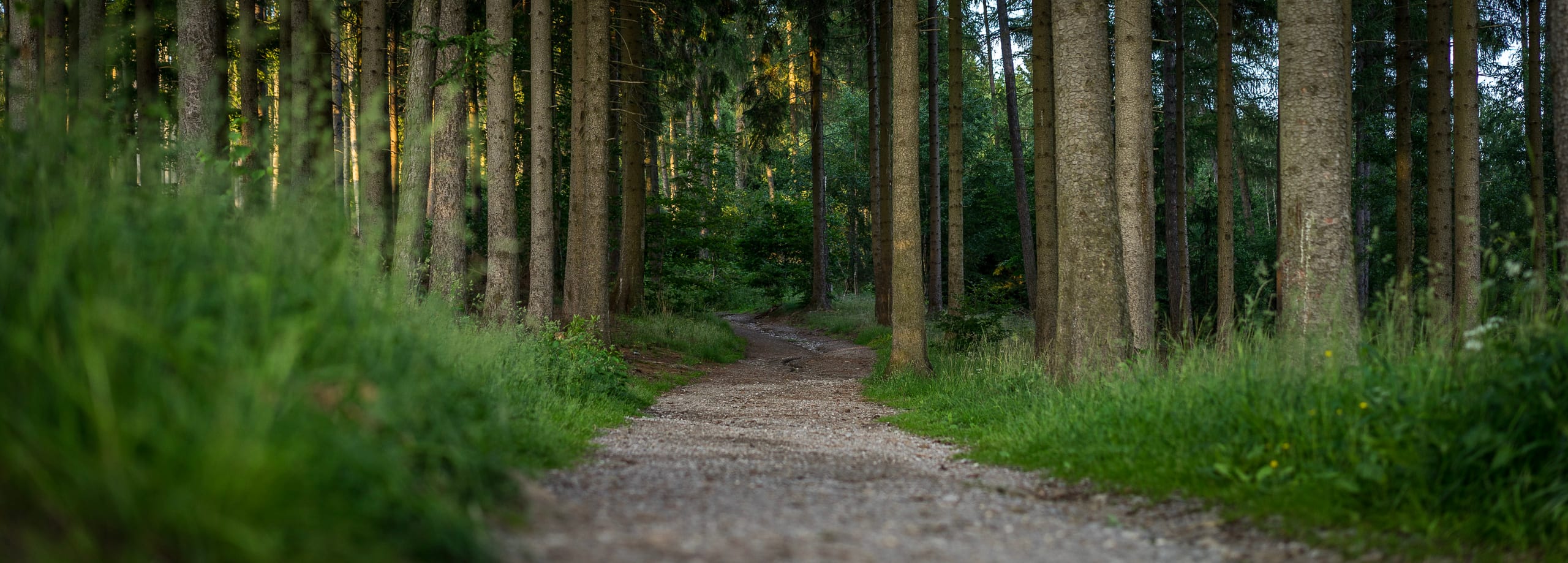 Wanderweg im grünen Wald