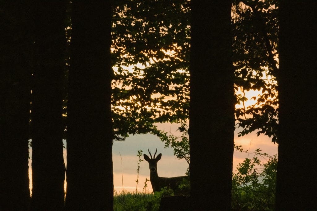 Hirsch im Wald bei Sonnenuntergang.