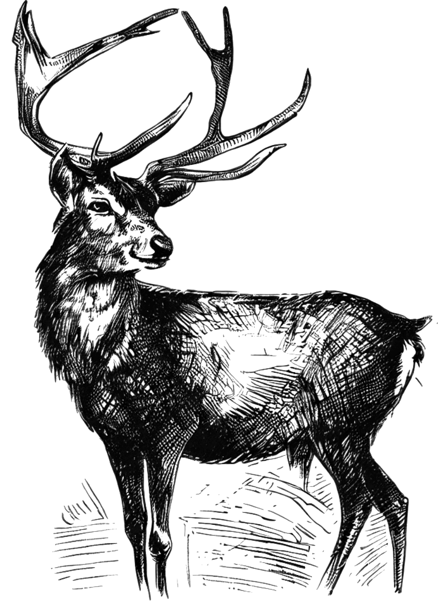 Zeichnung eines Auerhahns in Berglandschaft.