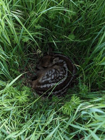 Junge Vögel versteckt im Gras