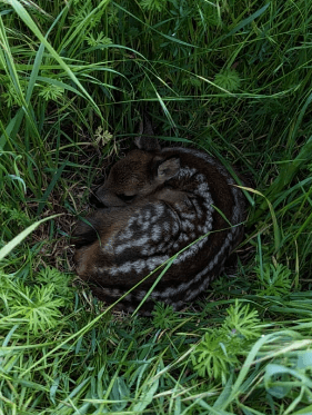 Junges Rehkitz versteckt im Gras.