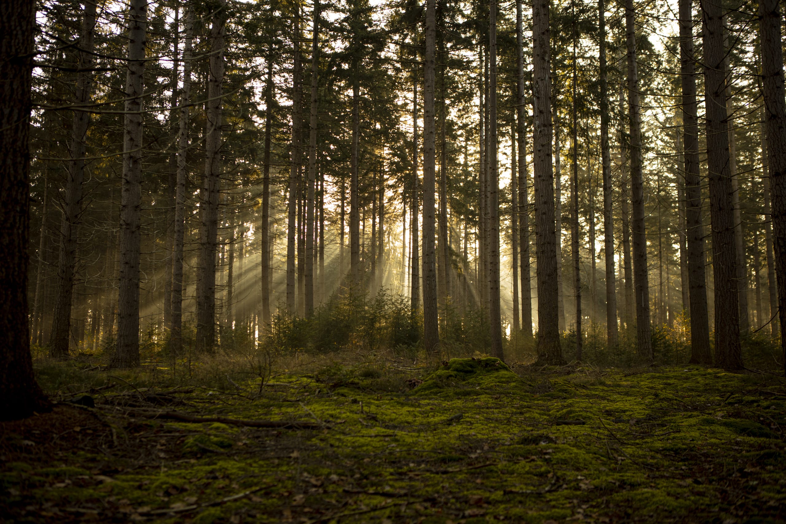 Sonnenaufgang durch Bäume im Wald.
