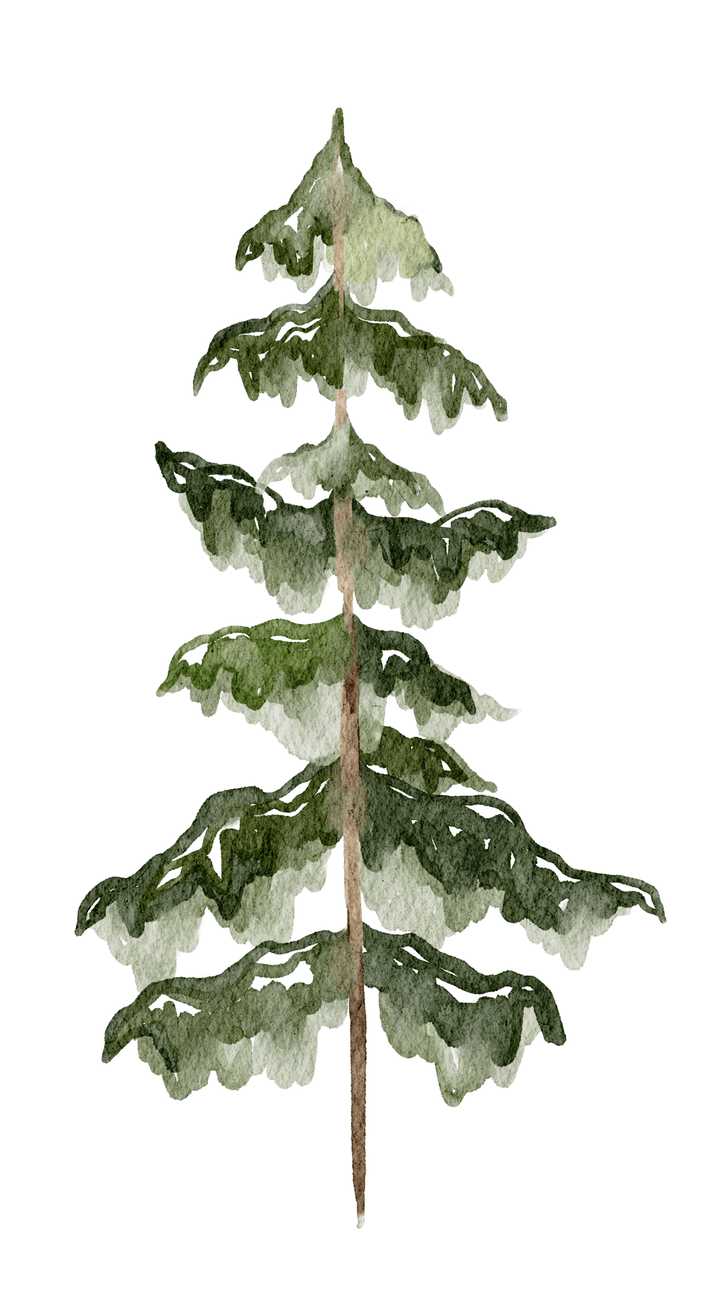 Zeichnung eines Auerhahns in Berglandschaft.