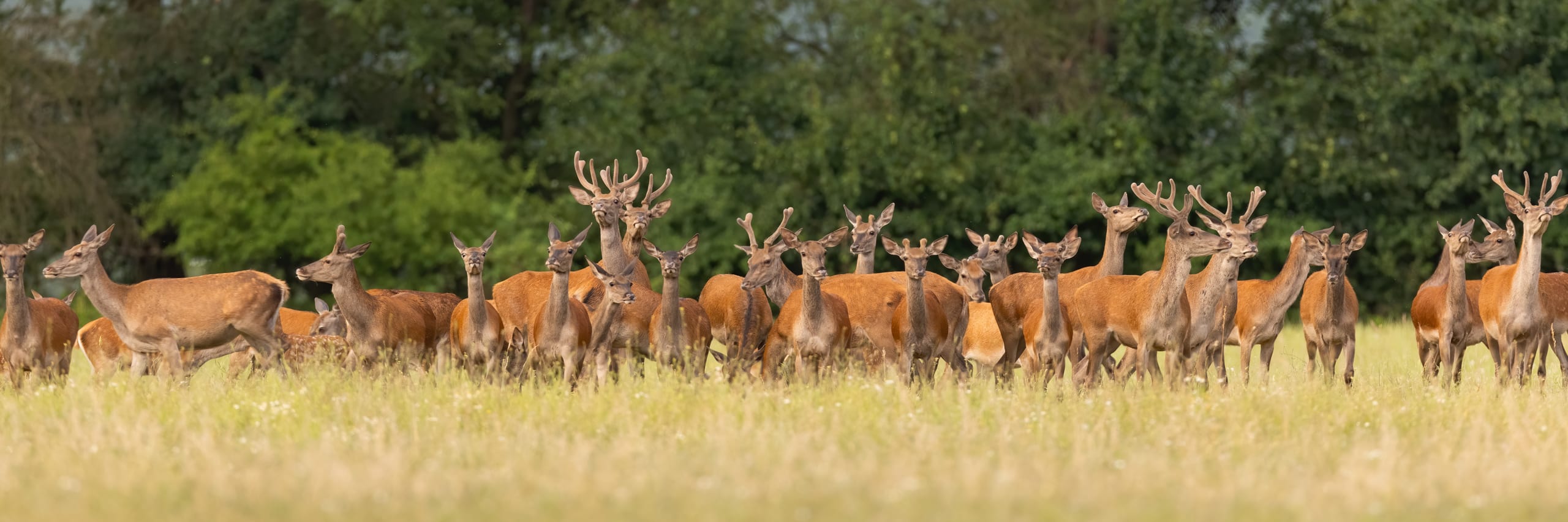 Rotwildherde auf einer Wiese in Deutschland