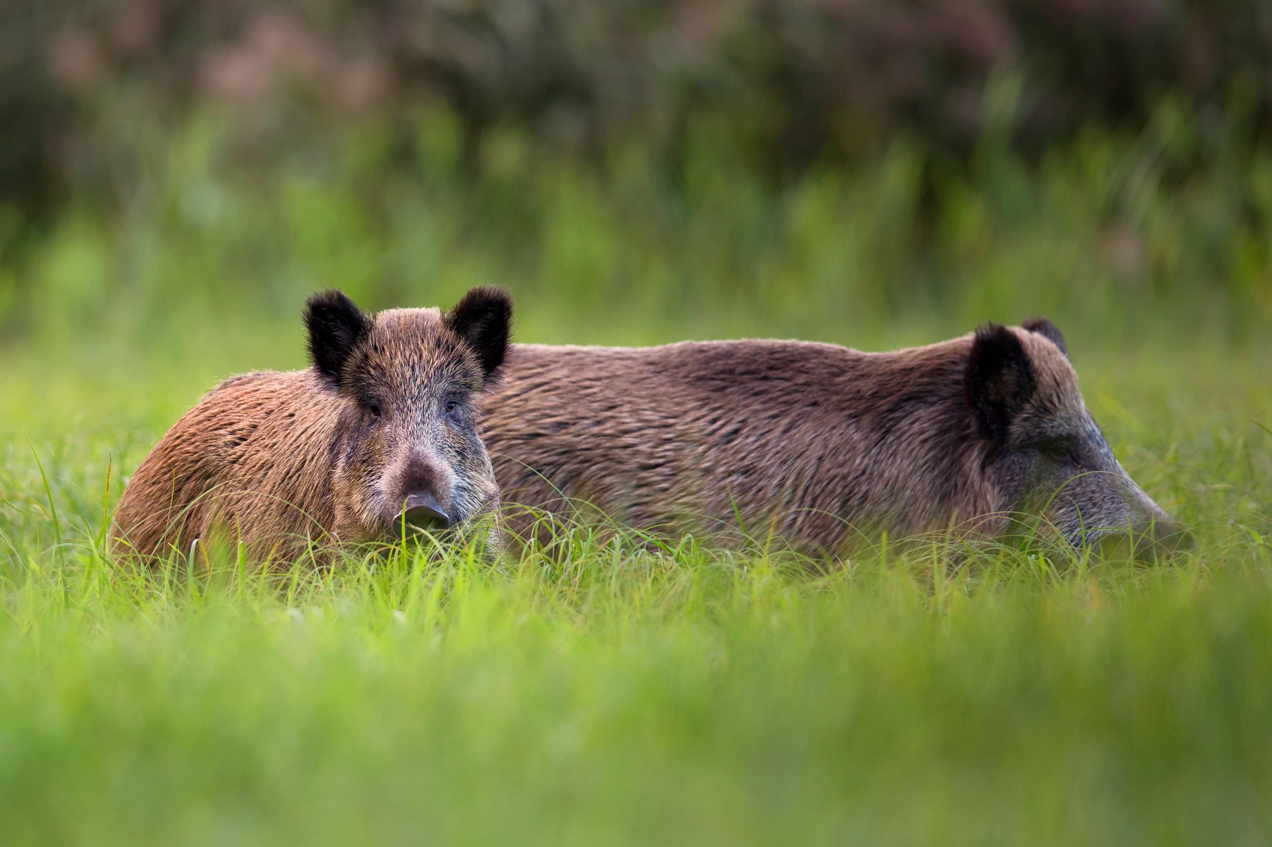 Wildschwein entspannt im Gras.