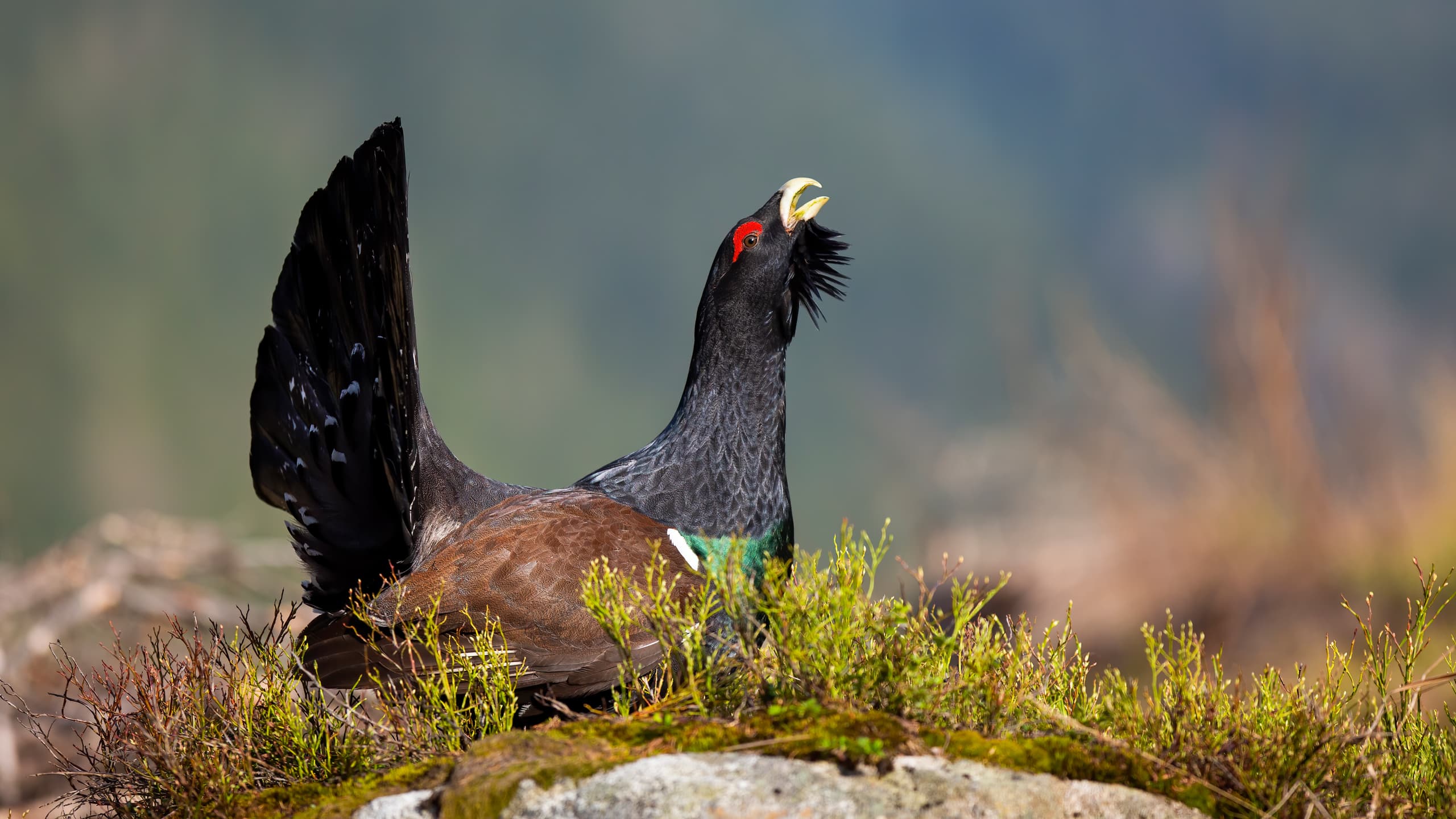 Auerhahn balzt im Wald.