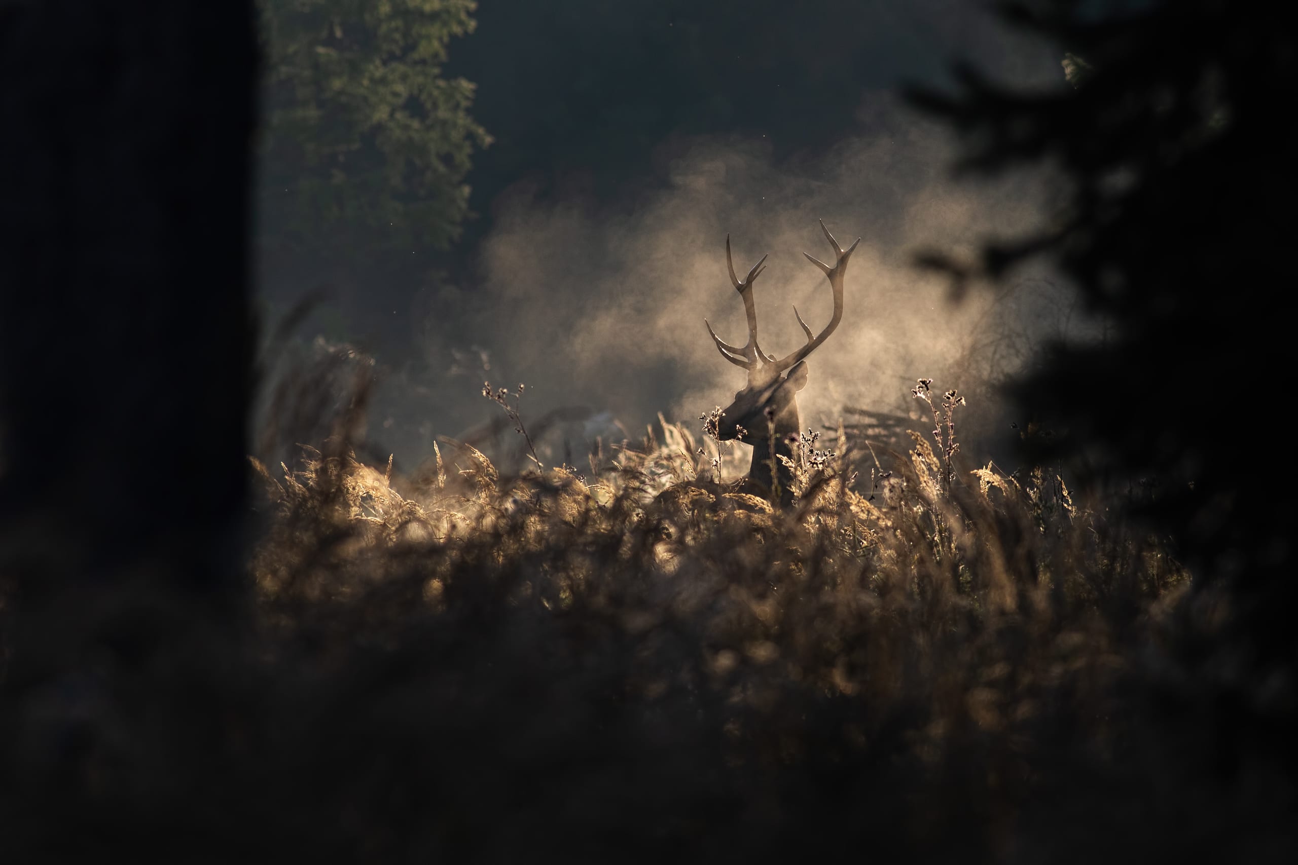 Hirsch im Gegenlicht mit Morgennebel.