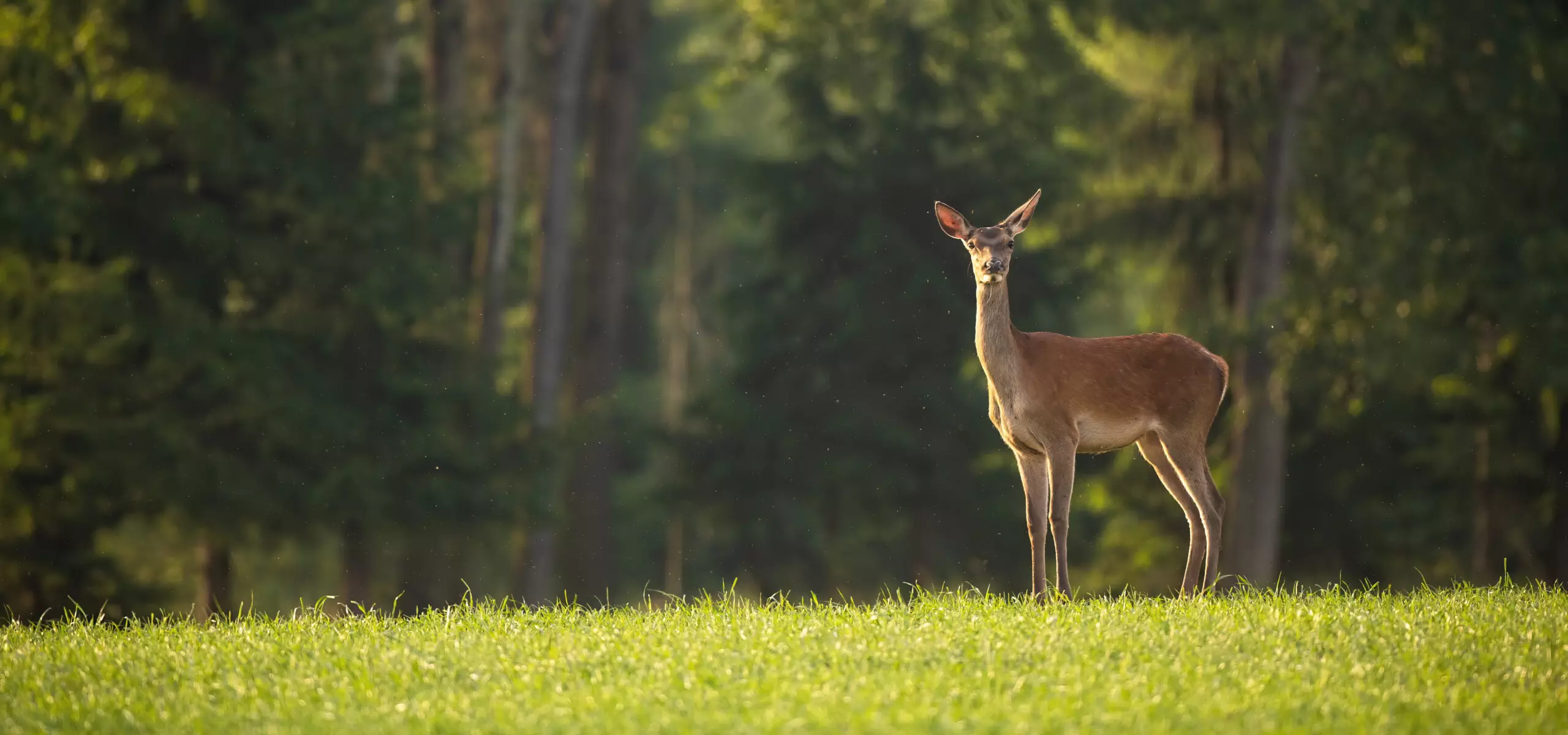 Reh im grünen Wald