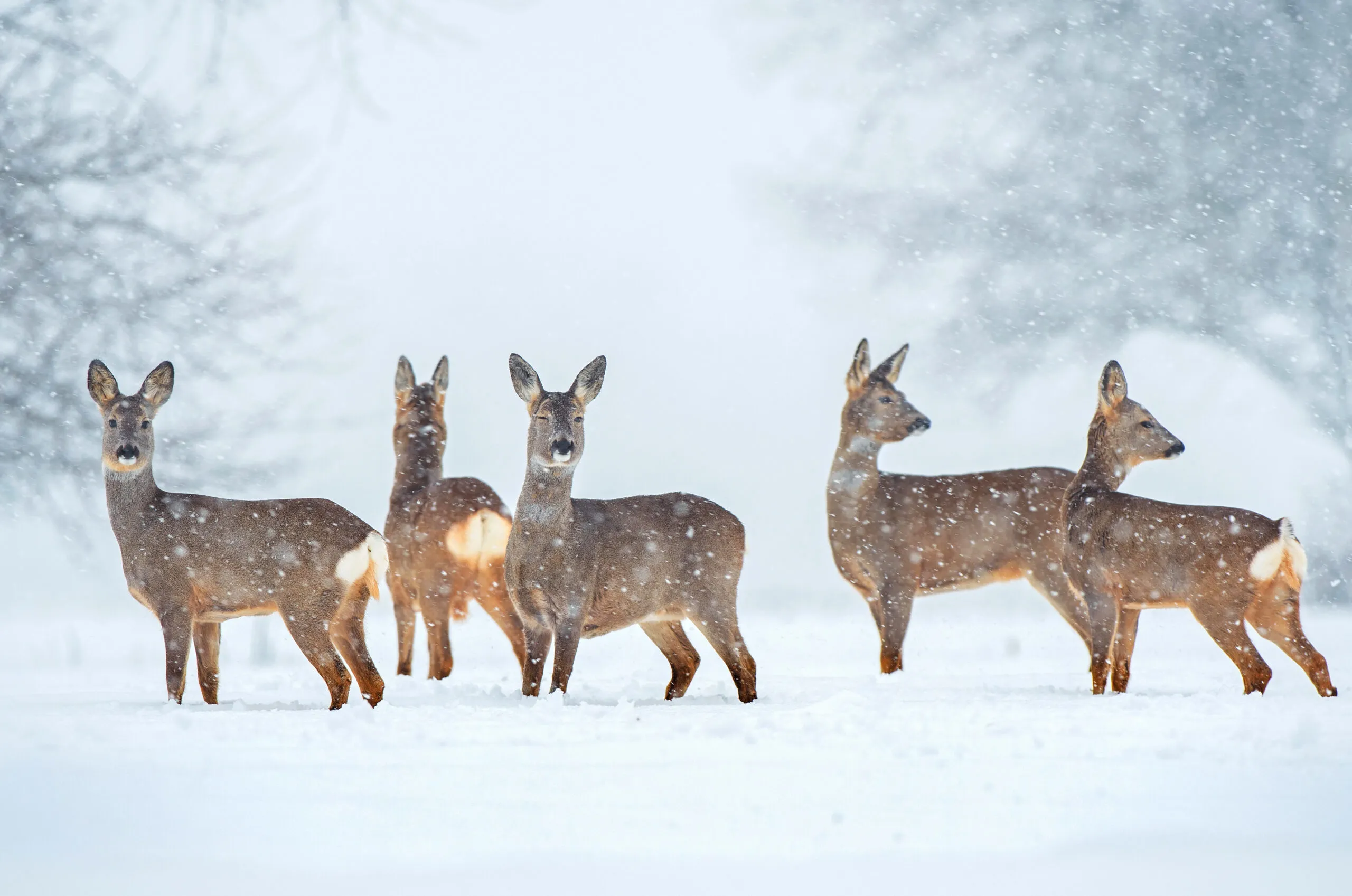 Rehe im Schneefall suchen Futter.