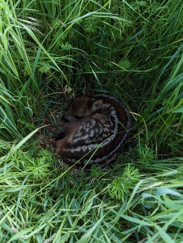 Junge Vögel versteckt im Gras