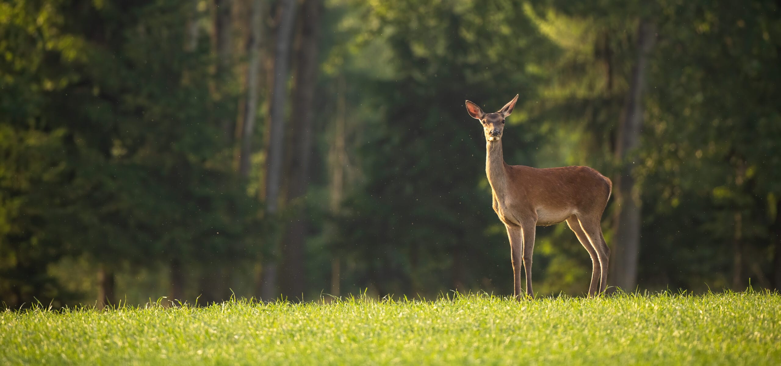 Reh im grünen Wald