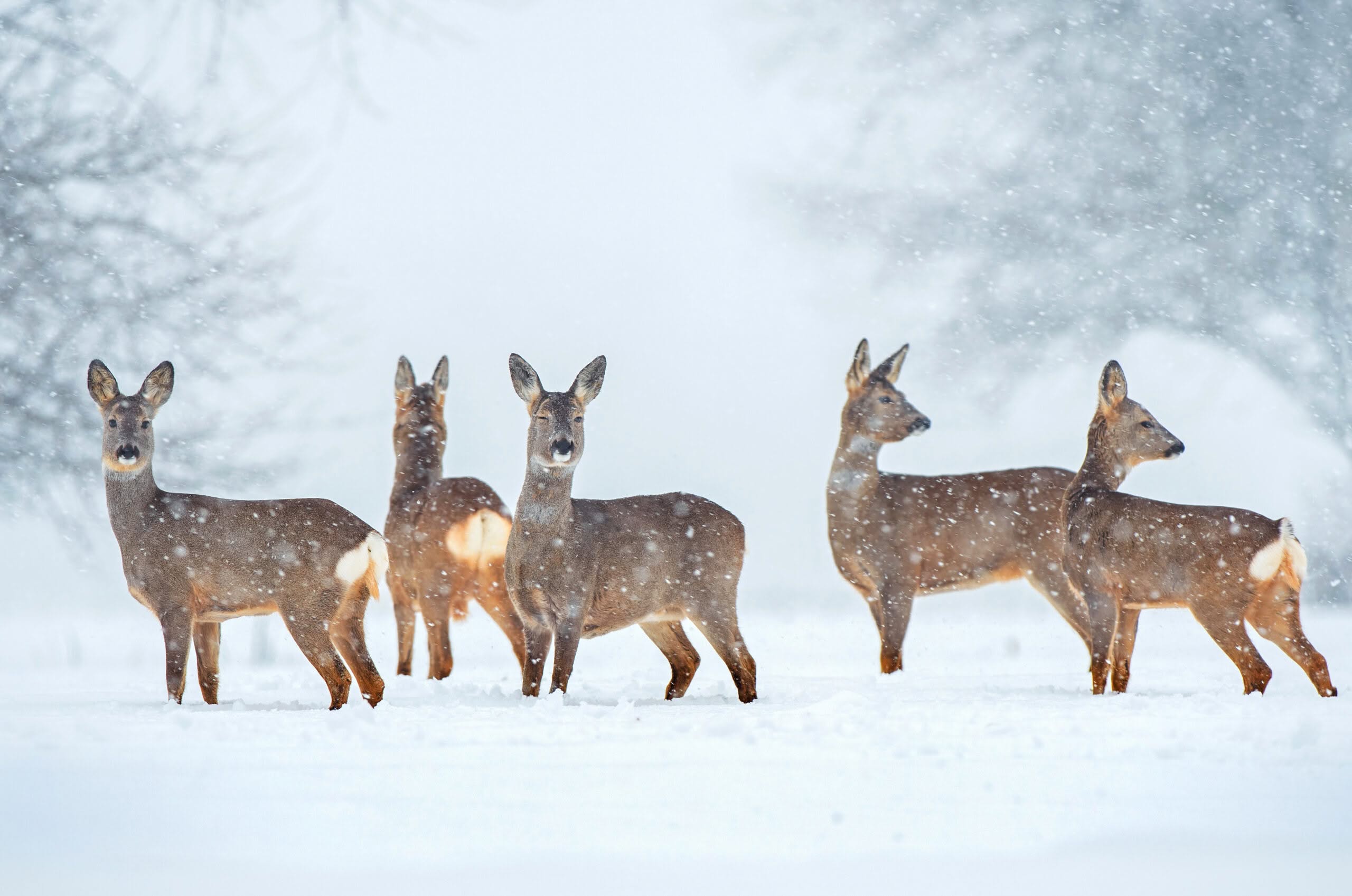 Rehe im Schneefall suchen Futter.